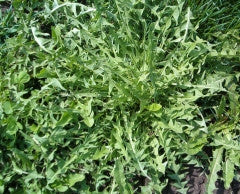 Dandelion Tea Add-In